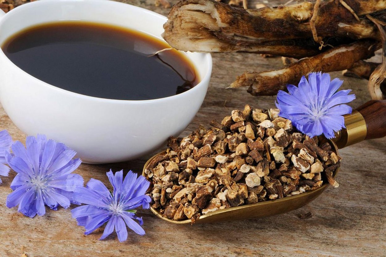 корен цикория
