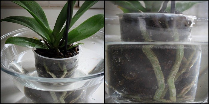 чесън вода за орхидеи 