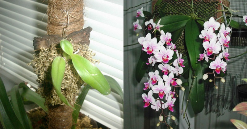 разсаждане орхидеи върху дървесна кора