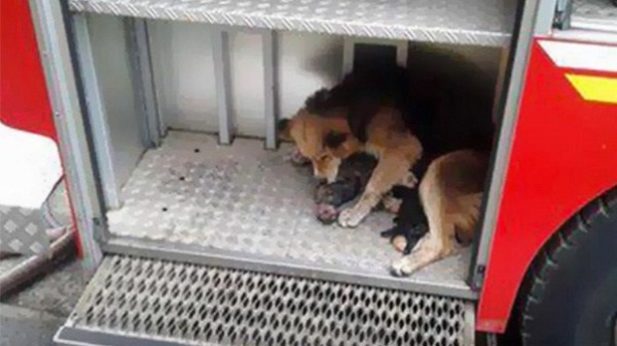 куче спасява малките си