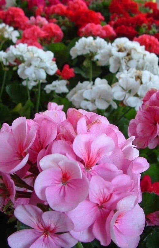  охолно мушкато 