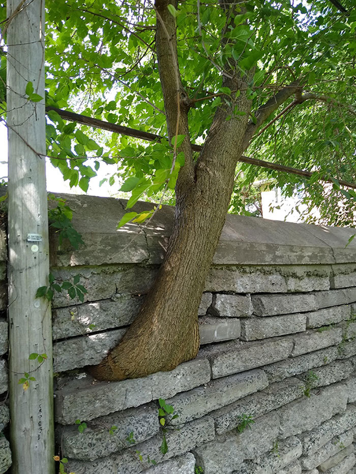 дърво на оградата