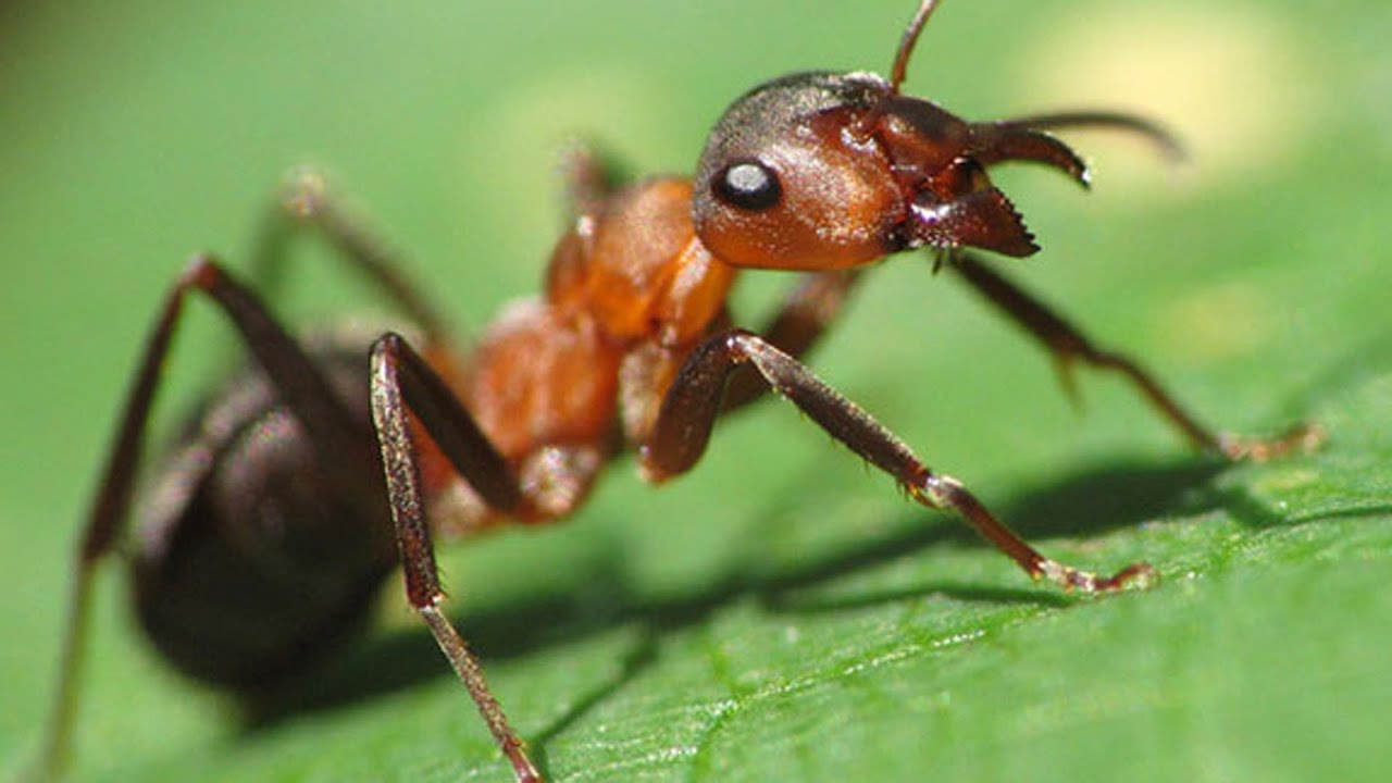 едра мравка