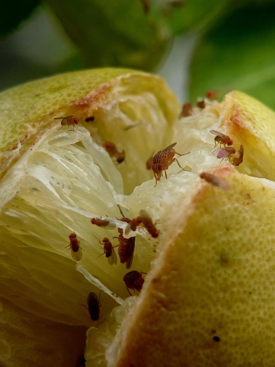 плодни мушици на храна