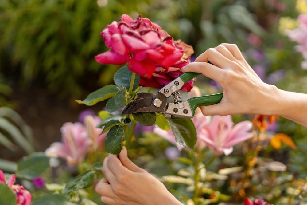 премахване листа рози