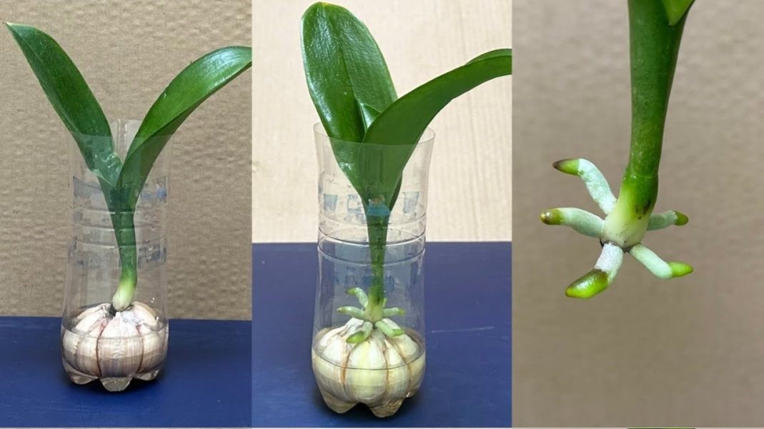 орхидея стимулант с чесън