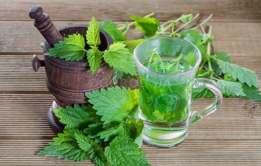 чай от коприва