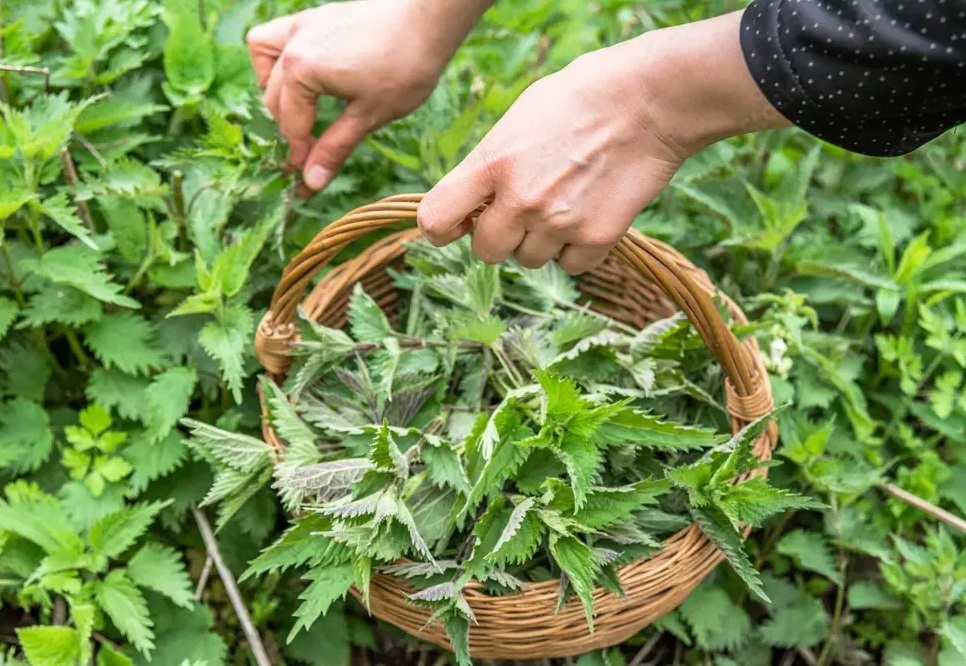 събиране на коприва