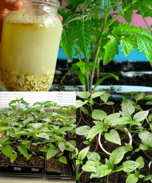 тор от овесени ядки