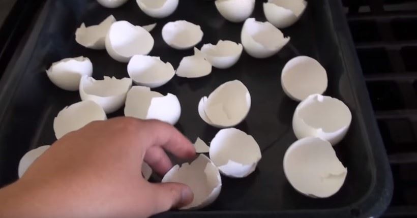 яйчени черупки на фурна