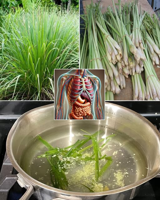 ползи лимонена трева