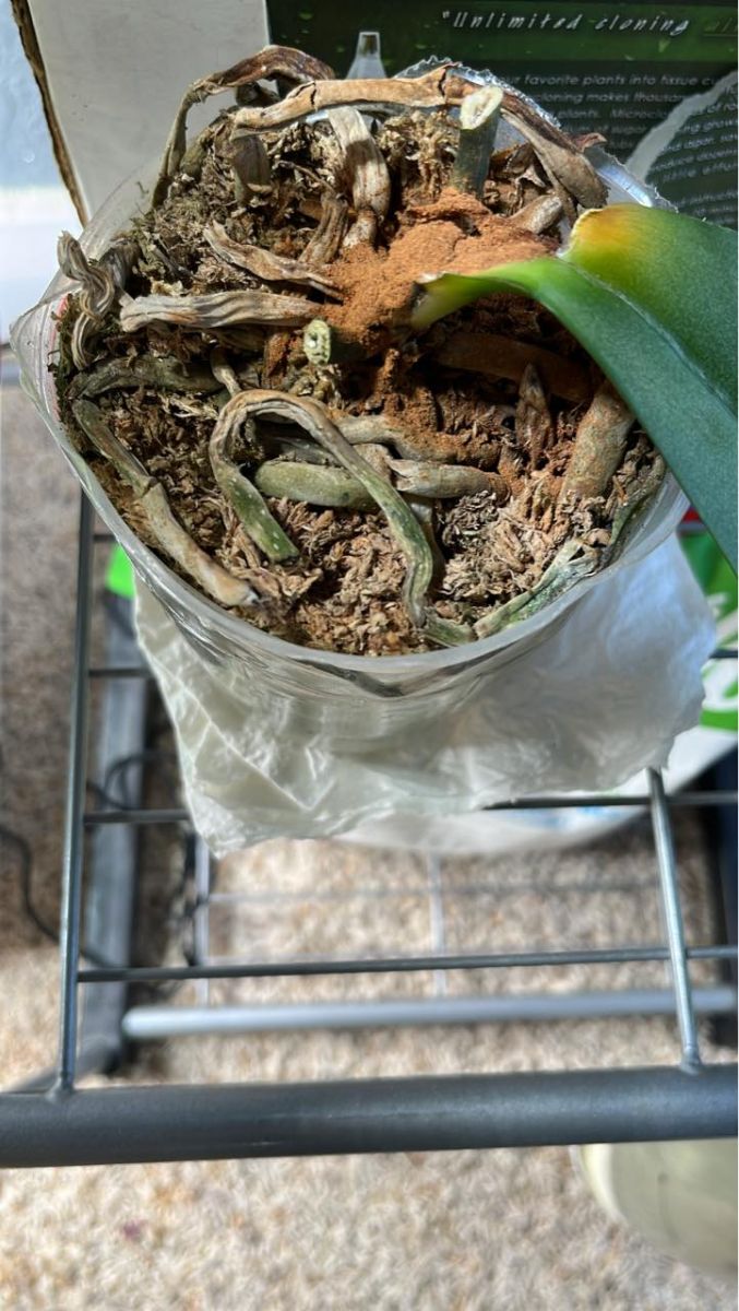 мухъл орхидея