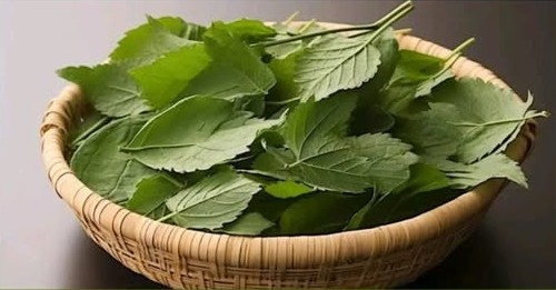 raspberry leaves