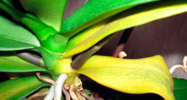 Признаци за липса на влага при орхидеи