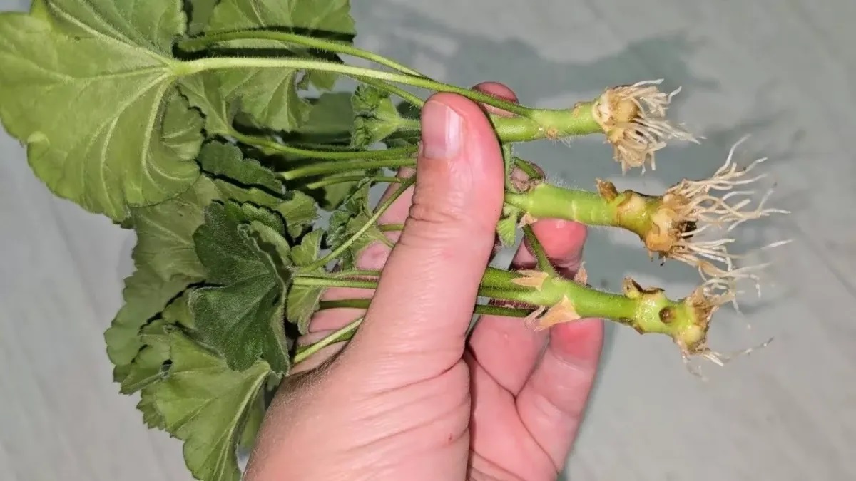 вкоренени резници