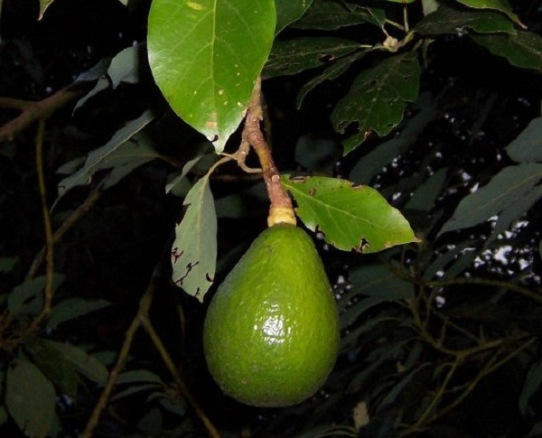 авокадо от костилка