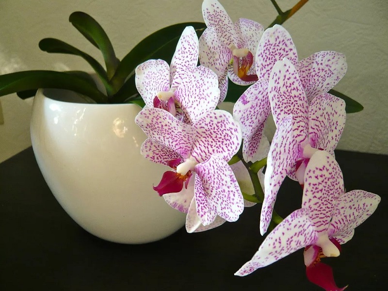 вредата от орхидеите