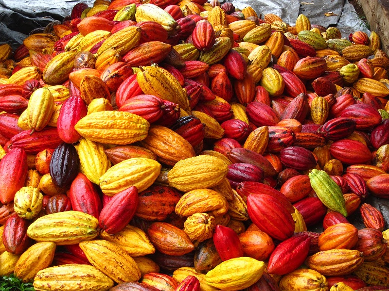 как да събираме какаови семена