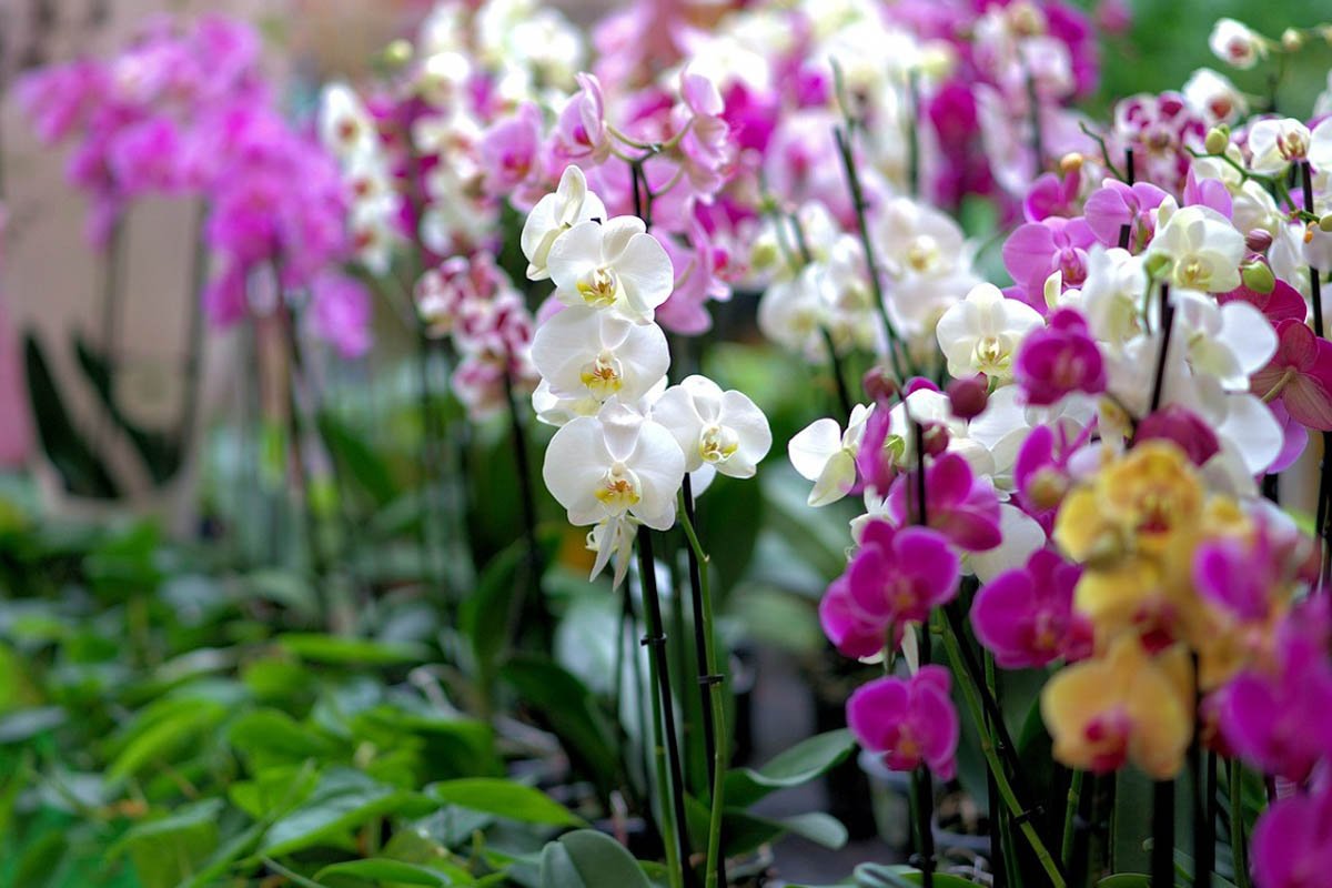орхидеи цвят
