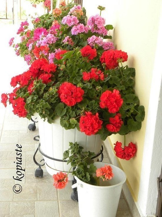  мушкато в саксия 