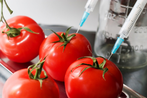 ГМО домати