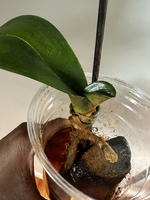 канела върху корените