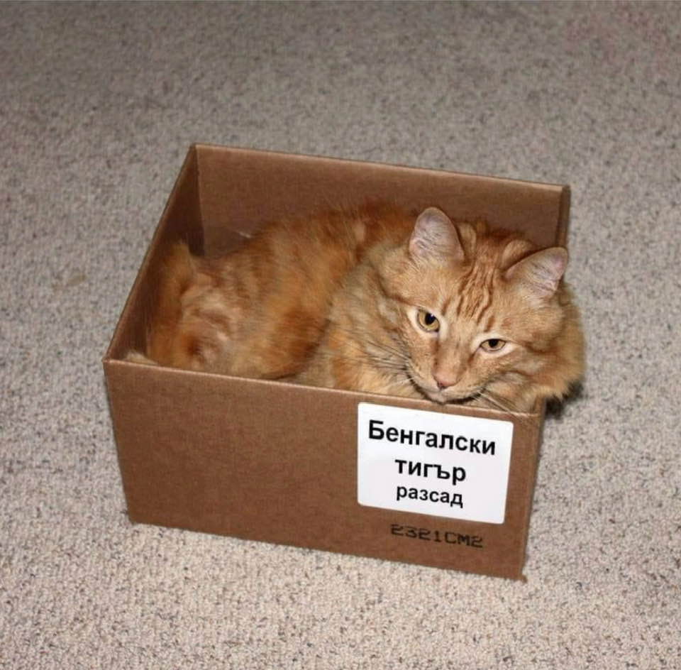 коте в кашон