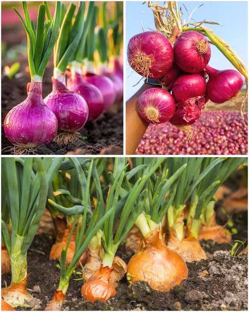 големи глави лук