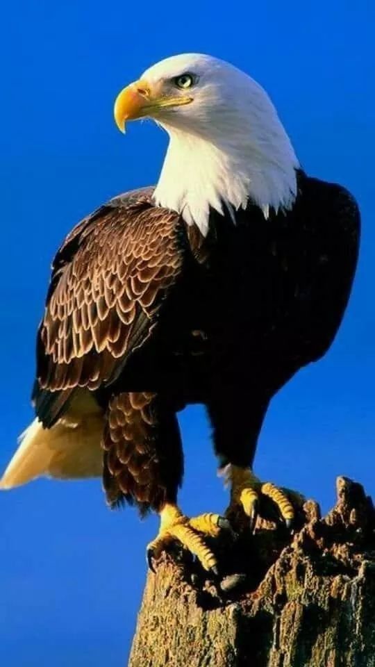 горд орел
