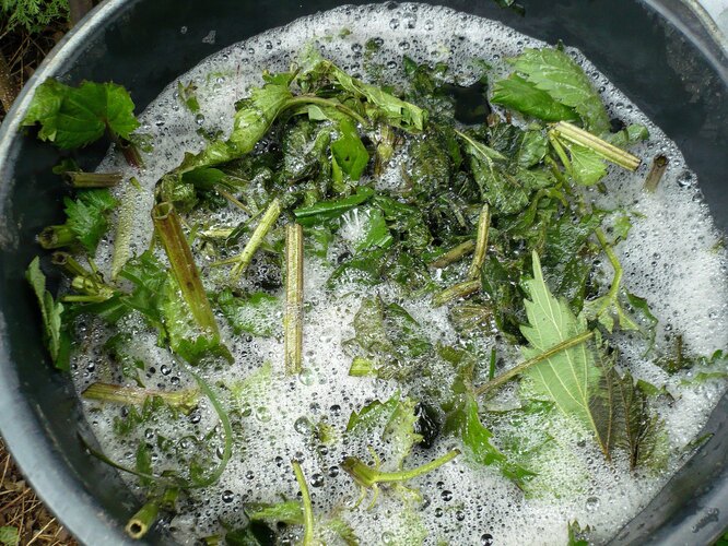 тор от коприва