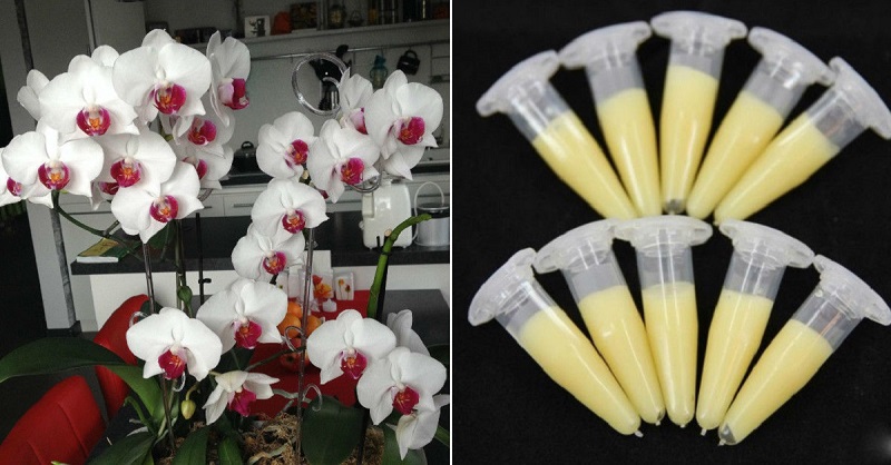 грижи за орхидеята у дома