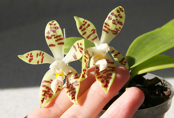 пъстра орхидея
