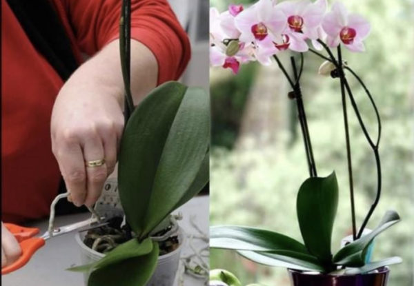 орхидея фаленопсис