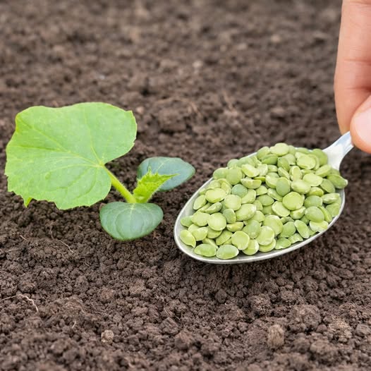 грах разсад