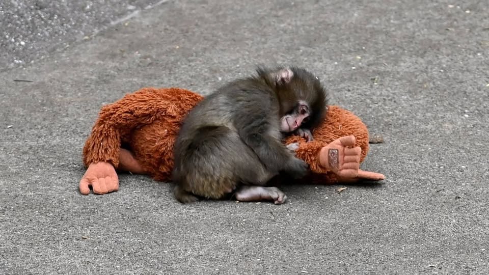 Пънч маймунка