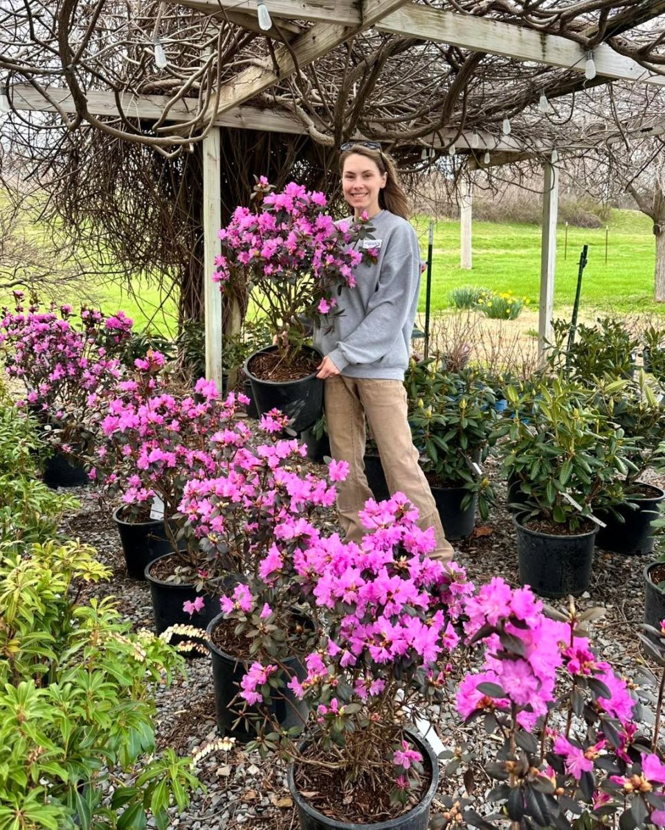 рододендрон грижи