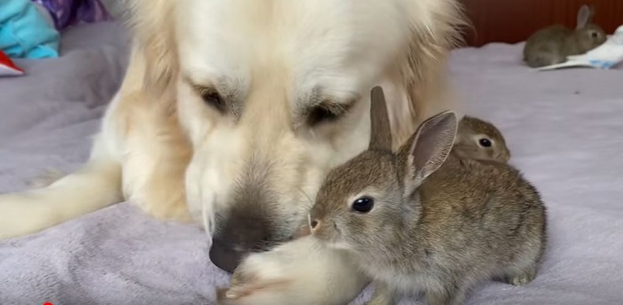 куче и зайче