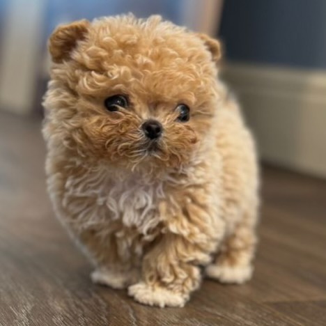 Леонардо Киркоров