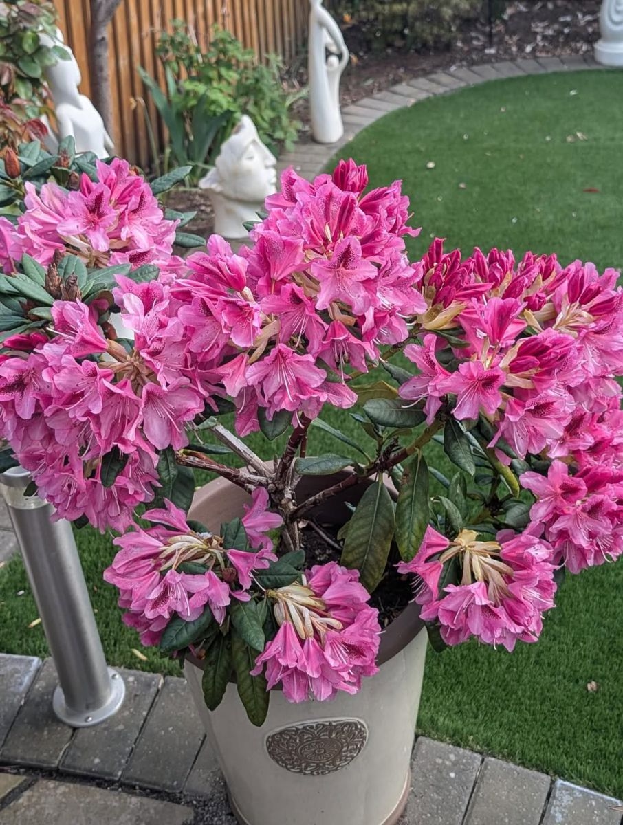 рододендрон отглеждане