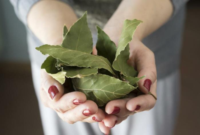 дафинов лист в шепите