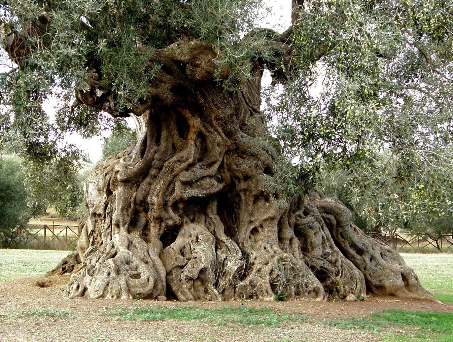 старо маслиново дърво