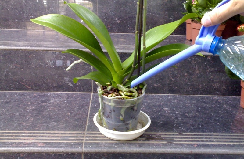 как се тори орхидея