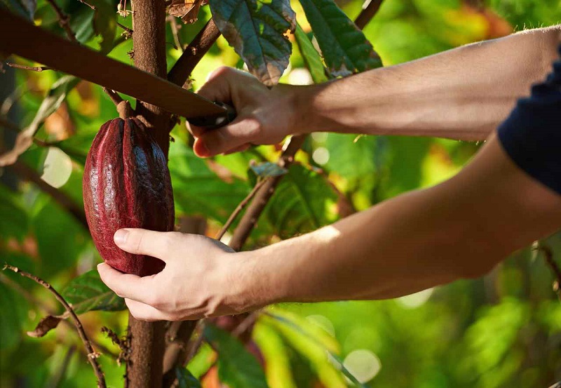 събиране на какаови семена