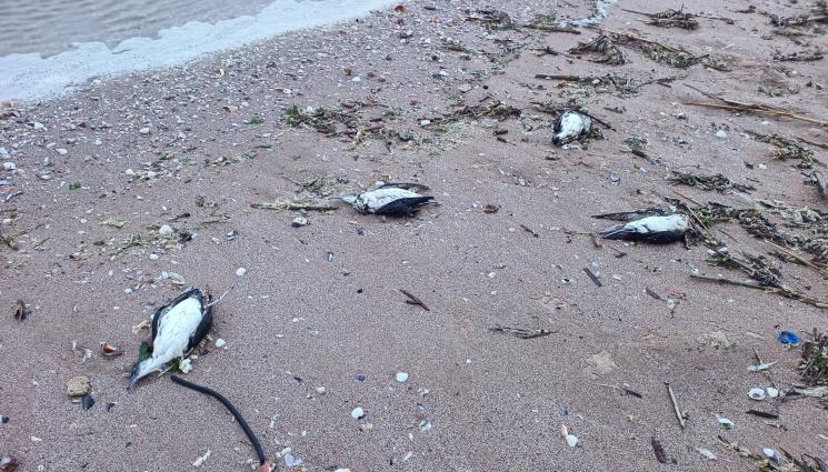 мъртви птици Шабла