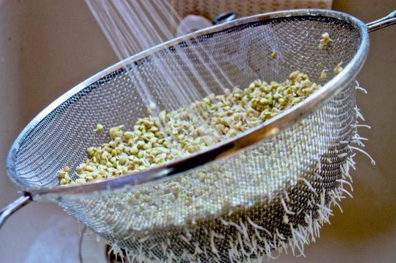 как да покълнете пшеницата у дома