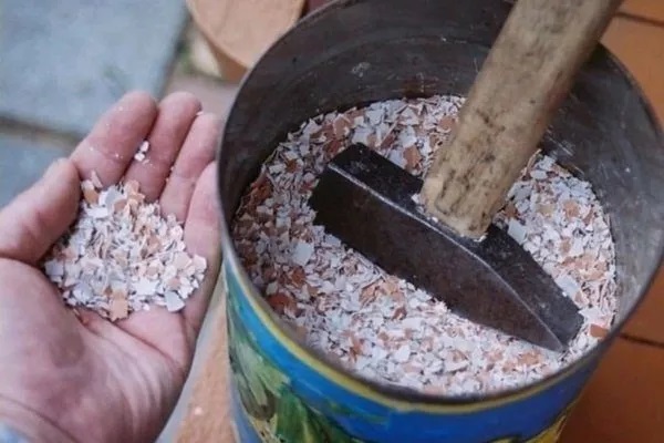 натрошени черупки