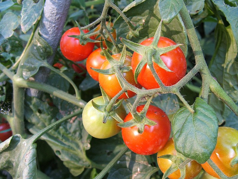 домати зреене