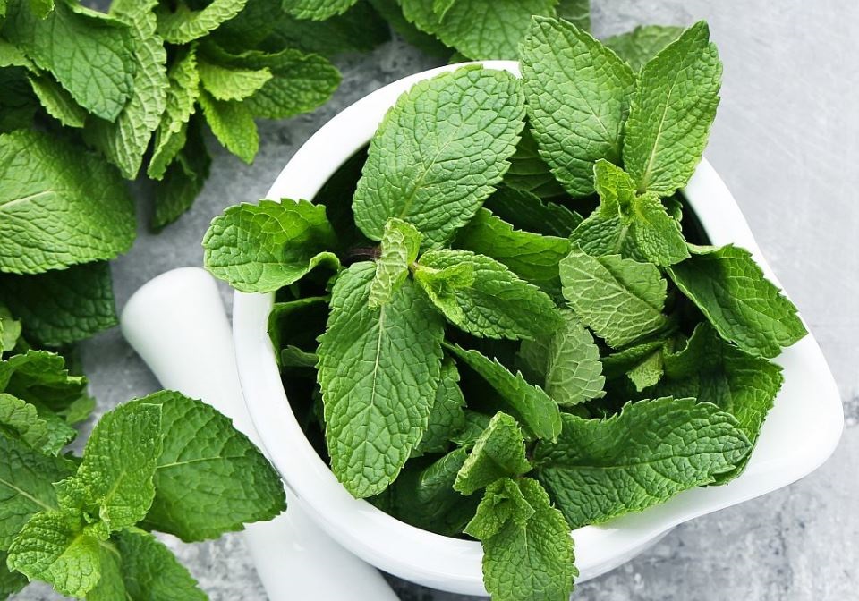 мента саксия