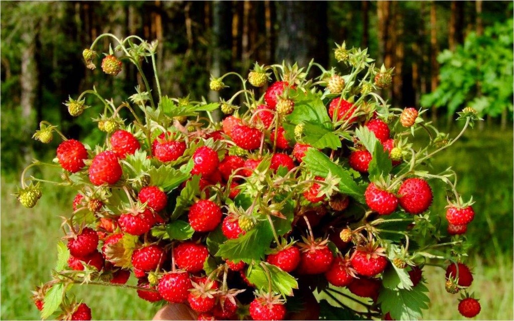 букет диви ягоди