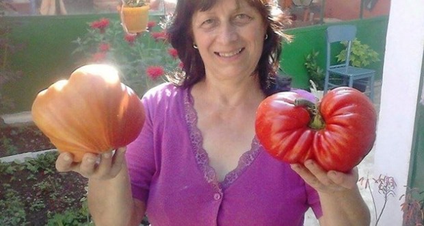 реколта домати
